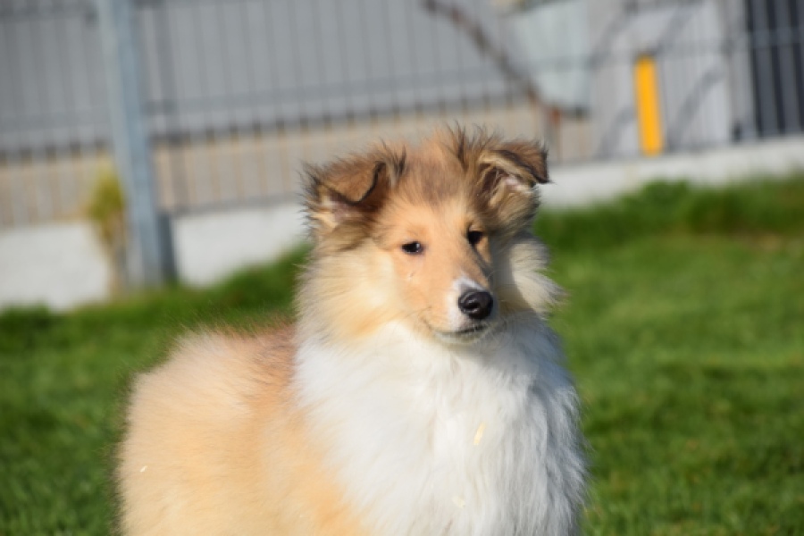 Schotse herdershond (reu) 30797