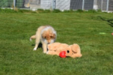 Schotse herdershond (reu) 30797