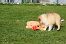 Schotse herdershond (reu) 30797