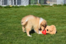 Schotse herdershond (reu) 30797