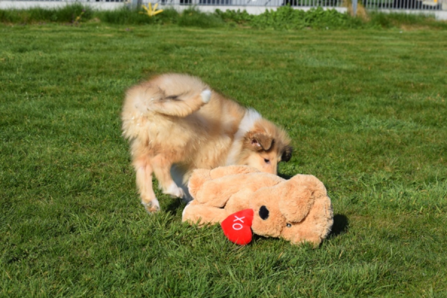 Schotse herdershond (reu) 30797