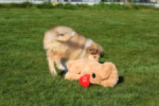 Schotse herdershond (reu) 30797