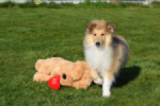 Schotse herdershond (reu) 30797