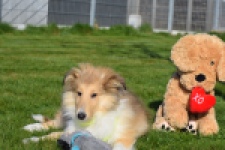 Schotse herdershond (reu) 30797