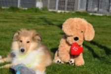 Schotse herdershond (reu) 30797