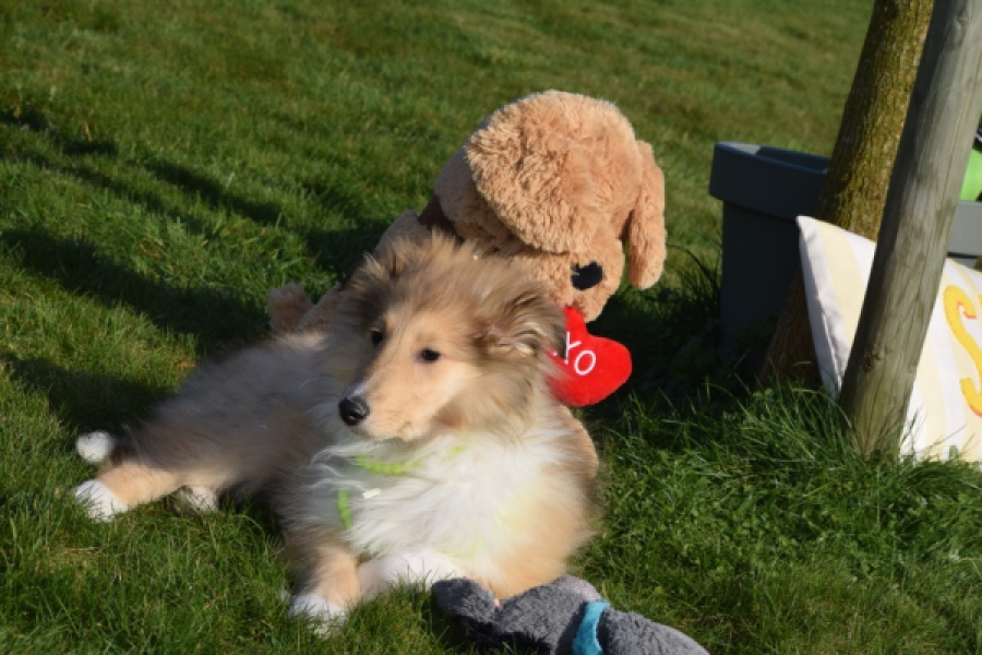 Schotse herdershond (reu) 30797