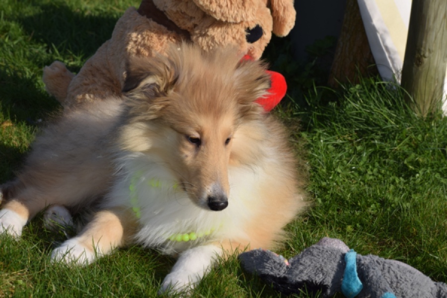 Schotse herdershond (reu) 30797