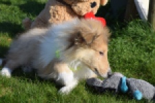 Schotse herdershond (reu) 30797