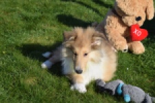 Schotse herdershond (reu) 30797