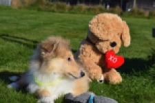 Schotse herdershond (reu) 30797