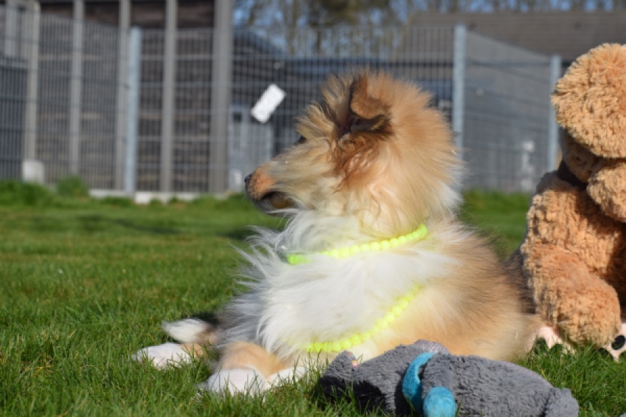 Schotse herdershond (reu) 30797