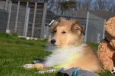 Schotse herdershond (reu) 30797