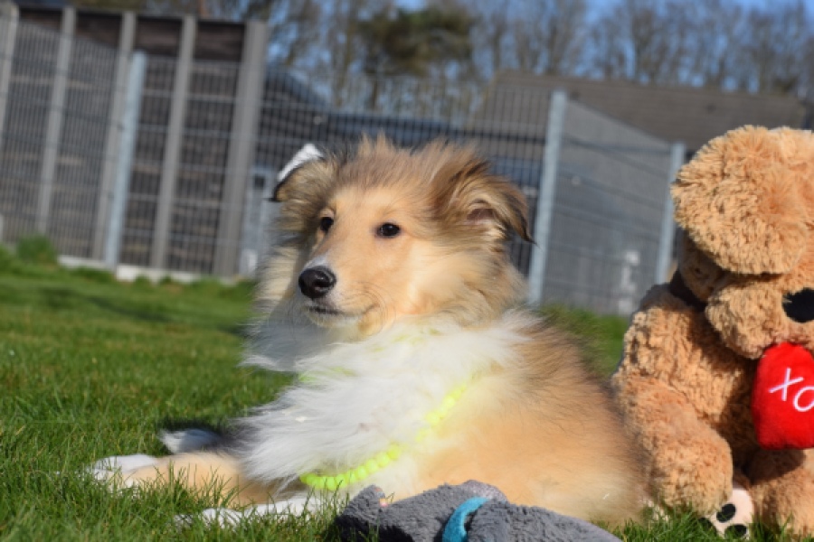 Schotse herdershond (reu) 30797