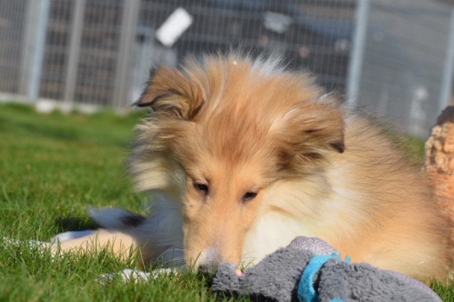 Schotse herdershond (reu) 30797