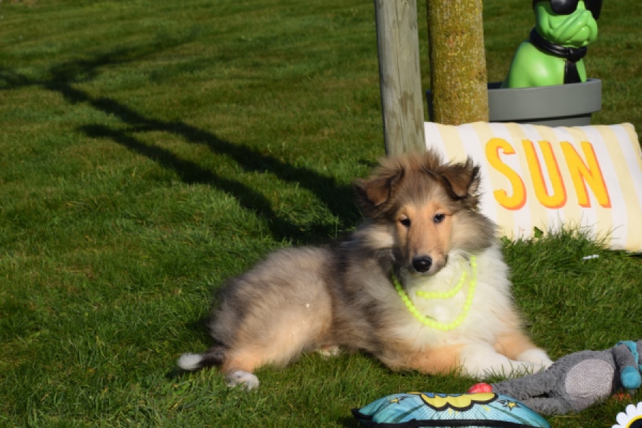 Schotse herdershond (reu) 30798