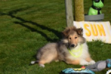 Schotse herdershond (reu) 30798