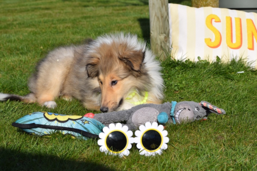 Schotse herdershond (reu) 30798