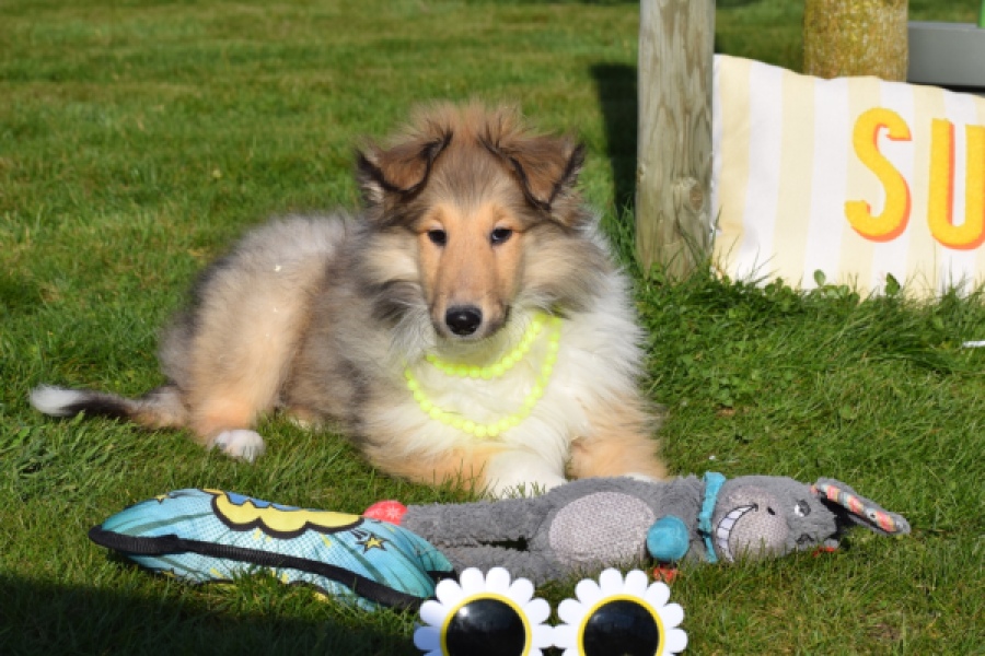 Schotse herdershond (reu) 30798