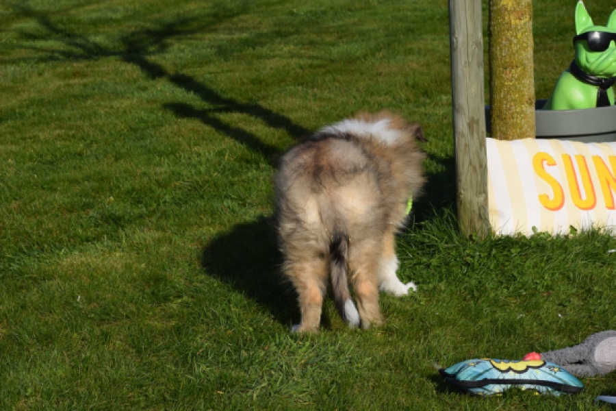 Schotse herdershond (reu) 30798