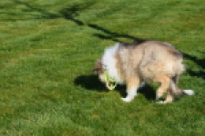 Schotse herdershond (reu) 30798