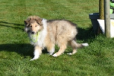 Schotse herdershond (reu) 30798