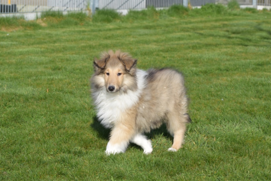 Schotse herdershond (reu) 30798