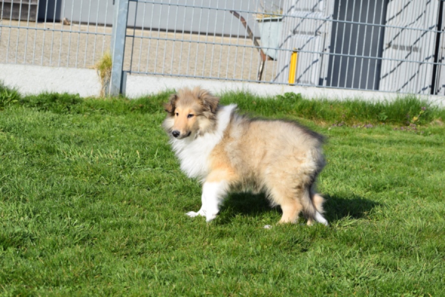 Schotse herdershond (reu) 30798