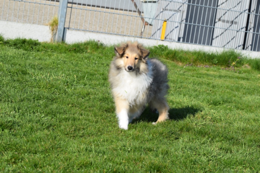 Schotse herdershond (reu) 30798