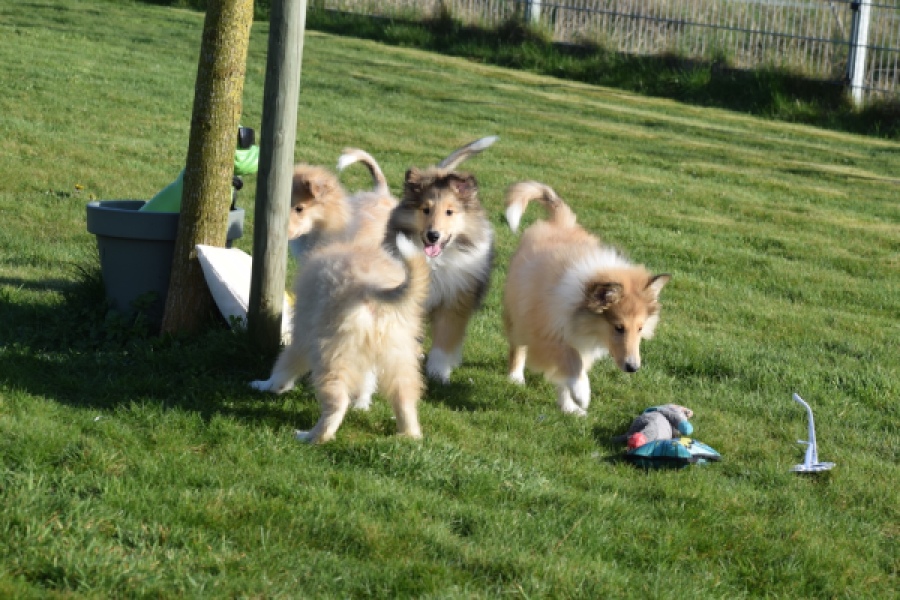 Schotse herdershond (reu) 30798