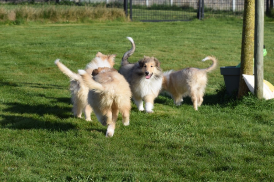 Schotse herdershond (reu) 30798