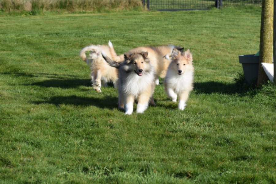 Schotse herdershond (reu) 30798