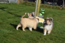 Schotse herdershond (reu) 30798