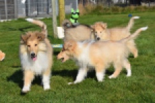 Schotse herdershond (reu) 30781