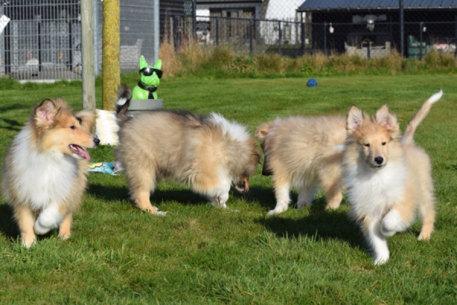 Schotse herdershond (reu) 30797