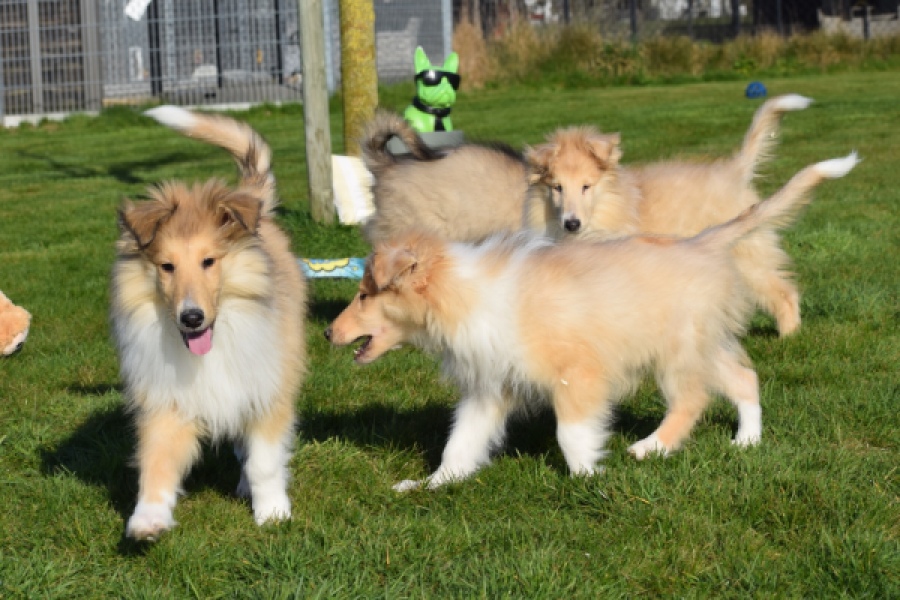 Schotse herdershond (reu) 30797