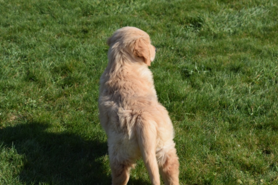 Retriever Golden (teef) 30861