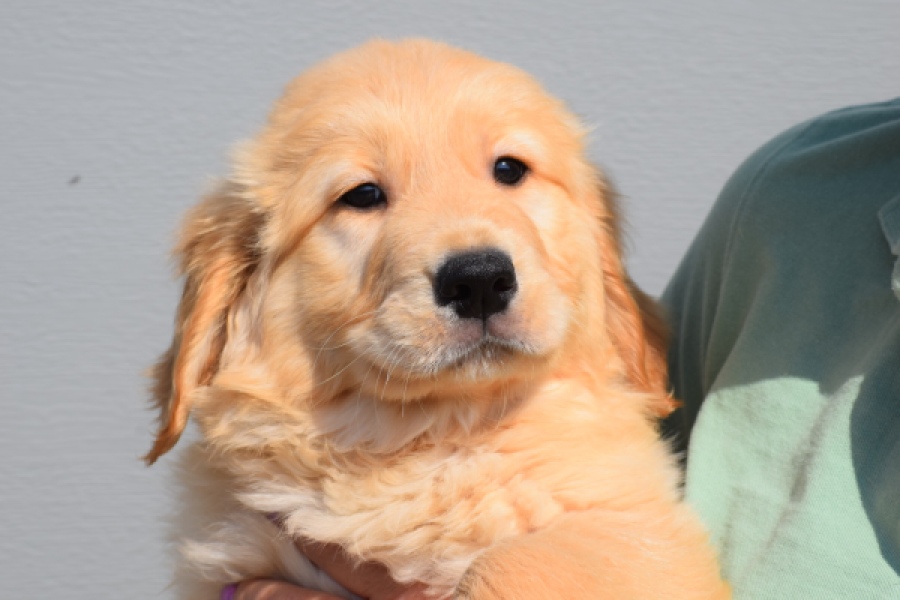 Retriever Golden (teef) 30861
