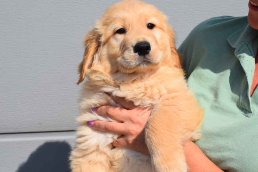 Retriever Golden (teef) 30861