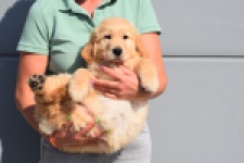 Retriever Golden (teef) 30861