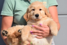 Retriever Golden (teef) 30861