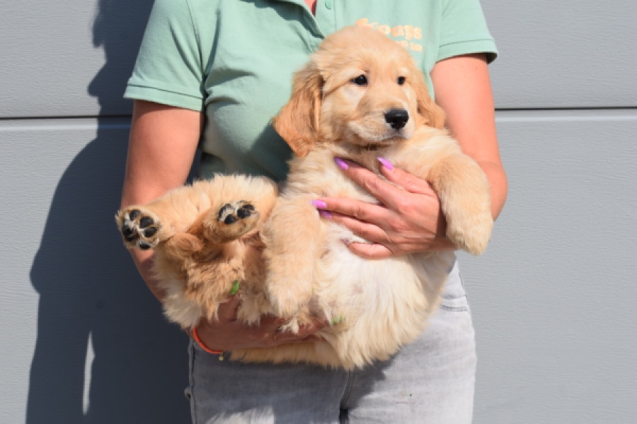Retriever Golden (teef) 30861
