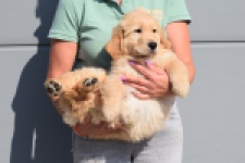 Retriever Golden (teef) 30861