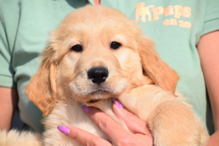 Retriever Golden (teef) 30861