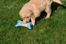 Retriever Golden (teef) 30861