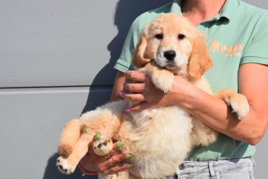 Retriever Golden (teef) 30796