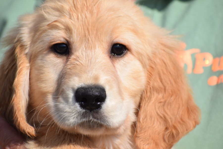 Retriever Golden (teef) 30796