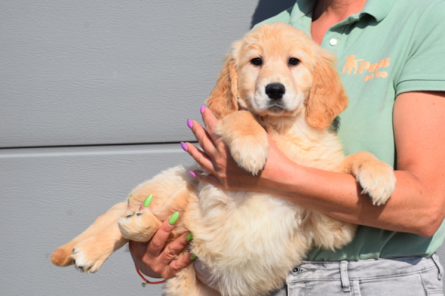 Retriever Golden (teef) 30796