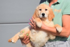 Retriever Golden (teef) 30796