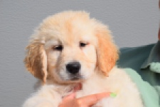 Retriever Golden (reu) 30784