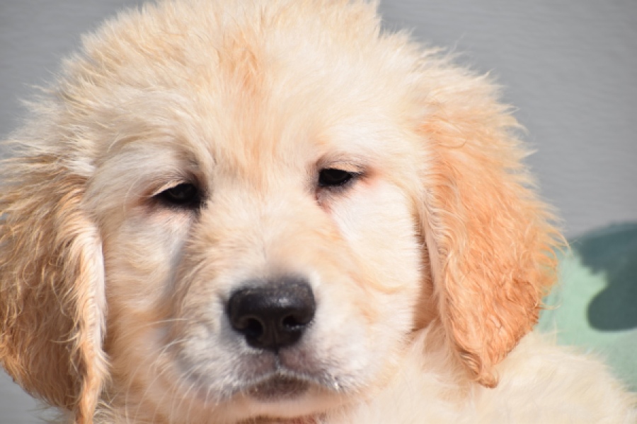 Retriever Golden (reu) 30784